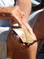 Fossilien im Mesosaurus Camp