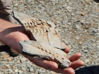 Fossilien im Mesosaurus Camp