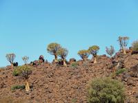 Köcherbaumwald und Giant's Playground
