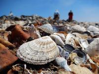 Muscheln, Bucht von Lüderitz