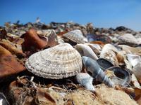 Muscheln, Bucht von Lüderitz