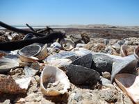 Muscheln, Bucht von Lüderitz