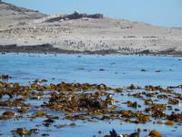 Pinguine auf Halifax Island