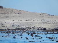 Pinguine auf Halifax Island