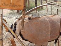 Oryx in der Hammerstein Lodge