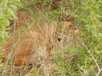 Caracal in der Hammerstein Lodge