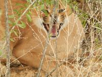 Caracal in der Hammerstein Lodge