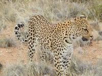Leopard in der Hammerstein Lodge
