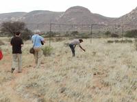 im Geparden-Gehege in der Hammerstein Lodge