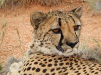 Gepard