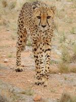 Gepard