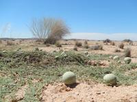 Tsamma, die Wüsten-Melone