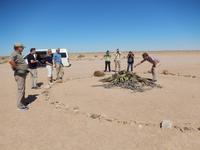 Welwitschia mirabilis