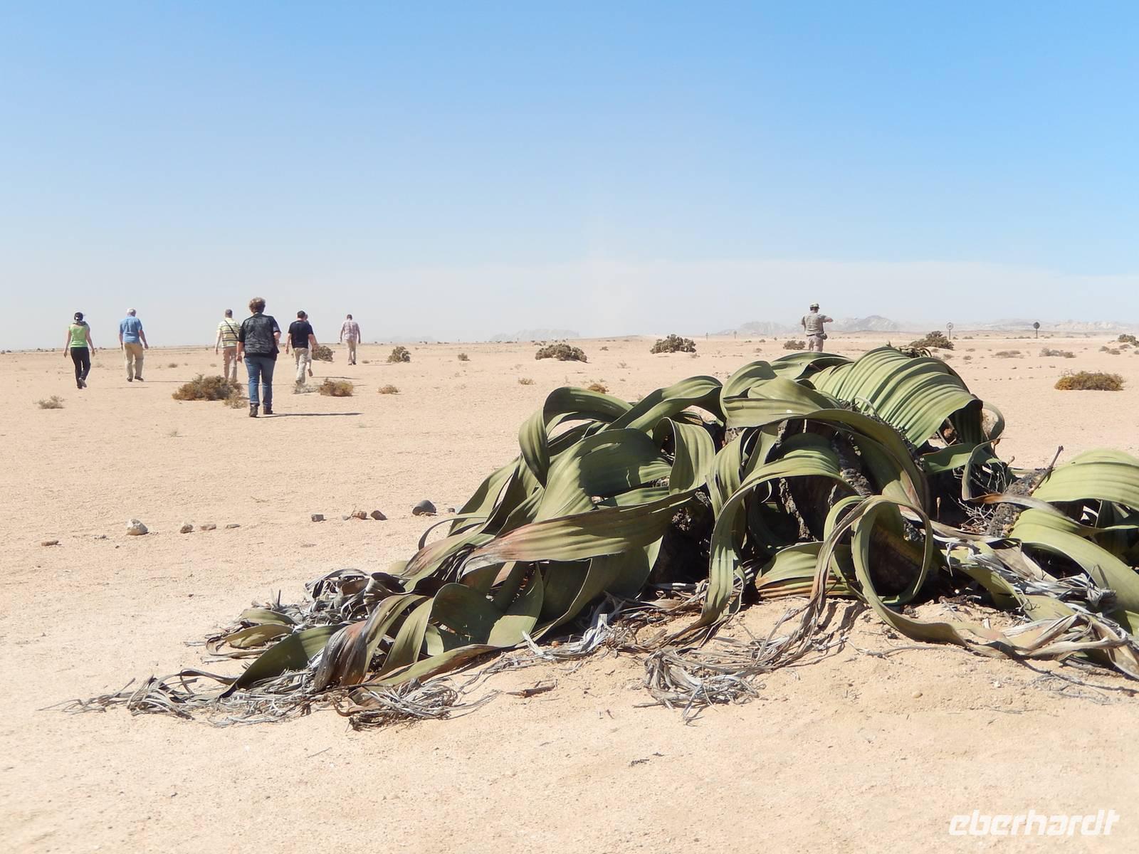 Welwitschia mirabilis