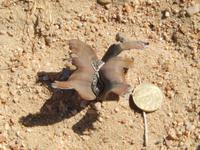 junge Welwitschia mirabilis