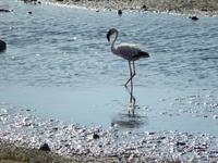 Flamingo bei Swakopmund
