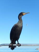 Bootsfahrt in Walvis Bay, Kormoran Fritz