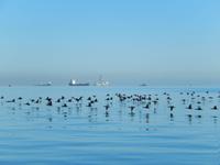 Bootsfahrt in Walvis Bay, Kormorane