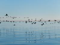 Bootsfahrt in Walvis Bay, Kormorane