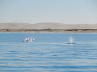 Bootsfahrt in Walvis Bay, Delfine