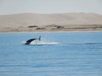 Bootsfahrt in Walvis Bay, Delfin