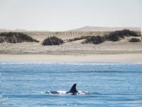Bootsfahrt in Walvis Bay, Delfin