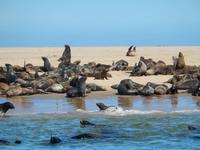 Bootsfahrt in Walvis Bay, Robben