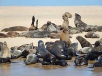 Bootsfahrt in Walvis Bay, Robben