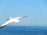 Bootsfahrt in Walvis Bay, Pelikan