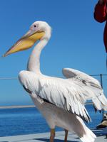 Bootsfahrt in Walvis Bay, Pelikan