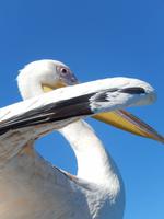 Bootsfahrt in Walvis Bay, Pelikan