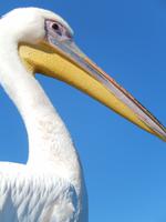 Bootsfahrt in Walvis Bay, Pelikan