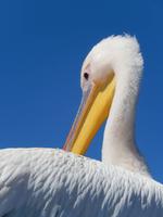 Bootsfahrt in Walvis Bay, Pelikan