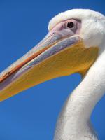 Bootsfahrt in Walvis Bay, Pelikan