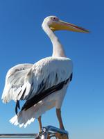 Bootsfahrt in Walvis Bay, Pelikan
