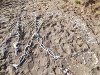 Skelettküste Namibia