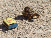 kleine Leoparden Schildkröte