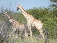 Giraffen Namibia