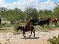 auf dem Weg nach Opuwo
