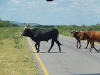 Vorfahrt für Kühe!