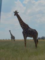 Etosha Nationalpark, Giraffen