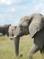 Elefanten im Etosha Nationalpark