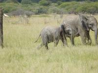 Elefanten im Etosha Nationalpark