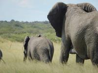 Elefanten im Etosha Nationalpark