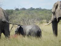 Elefanten im Etosha Nationalpark