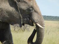 Elefanten im Etosha Nationalpark