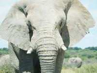 Elefanten im Etosha Nationalpark