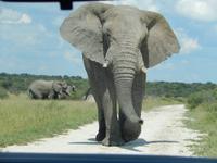 Elefanten im Etosha Nationalpark