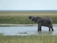 Elefanten im Etosha Nationalpark