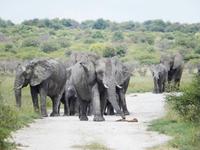 Elefanten im Etosha Nationalpark